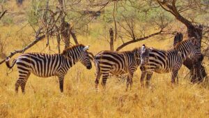 Read more about the article Zebras in Tanzania